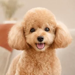 トイプードルのミルクちゃん